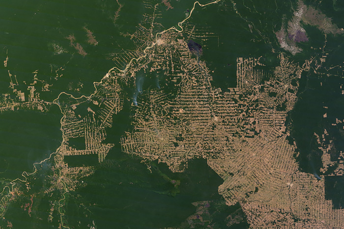 Deforestation