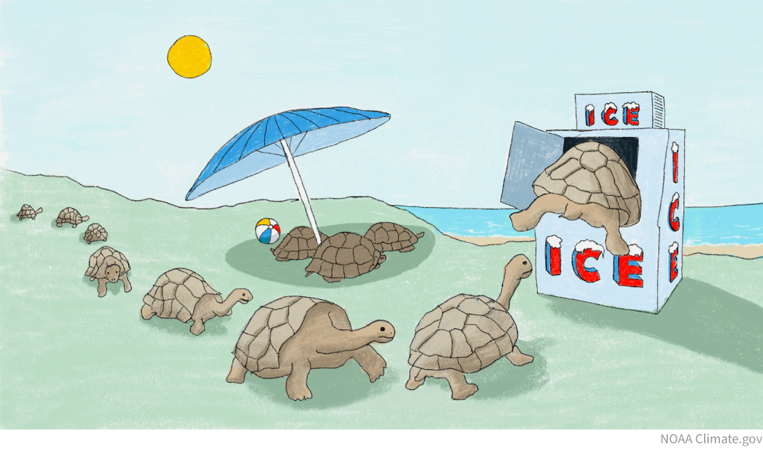 cartoon showing tortoises queueing up to sit in ice machine