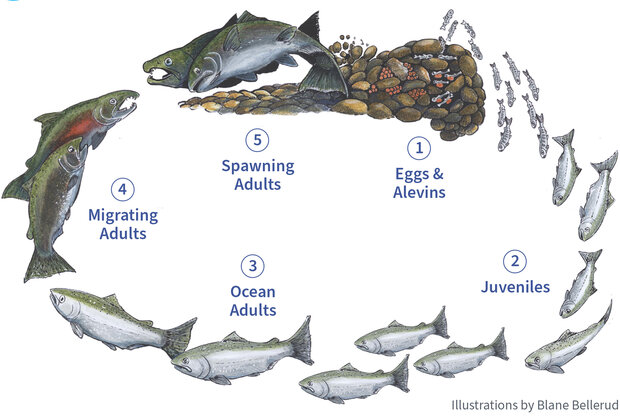 Salmon life cycles from birth to death.