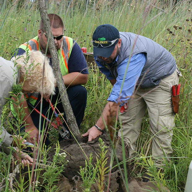 Three people planting a tree
