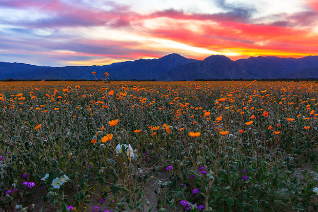 Photo showing desert sunflowers (orange-yellow), dune evening primroses (white), and desert sand verbenas (purple) blooming in Anza Borrego Desert Park on March 14, 2017