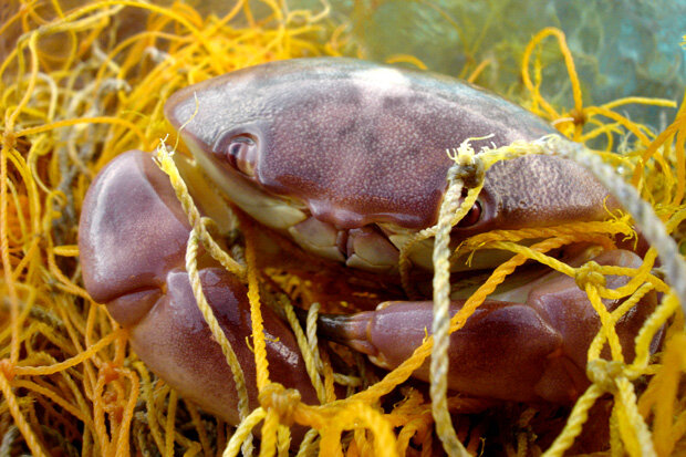 Crab trapped by fishing line