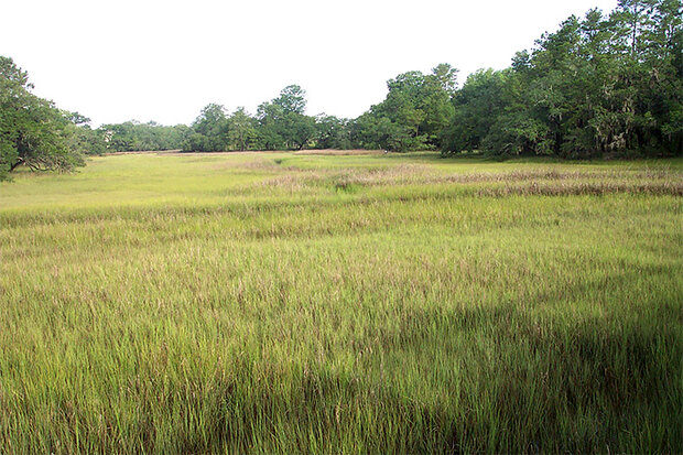Salt marsh