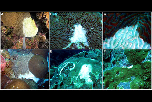 Paper figure showing diseased corals