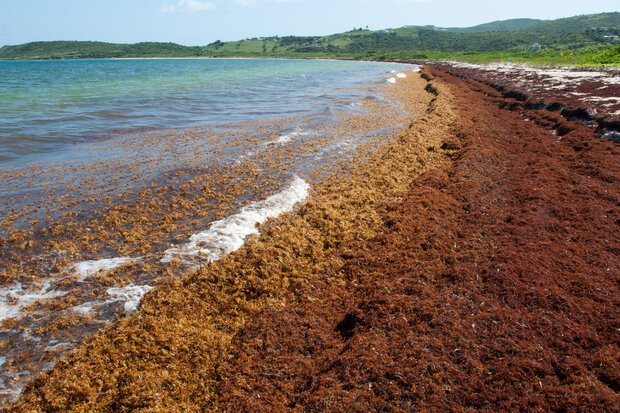 Sargassum piled on the beach