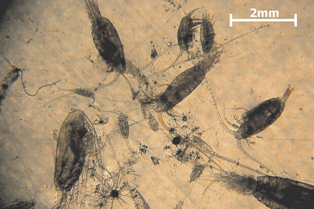 Zooplankton