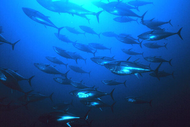 School of fish