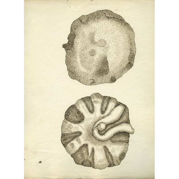 Fossils from Benett's collection