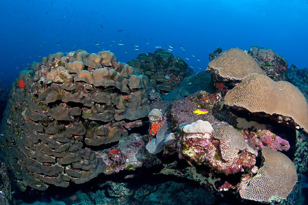Colorful coral reef