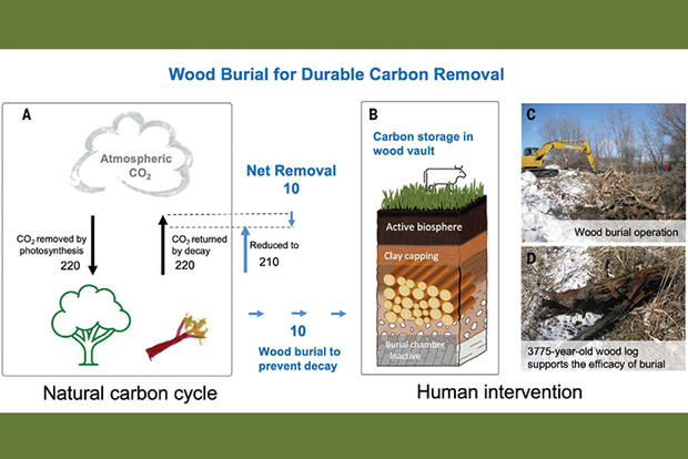 Paper figure showing tree burial effects