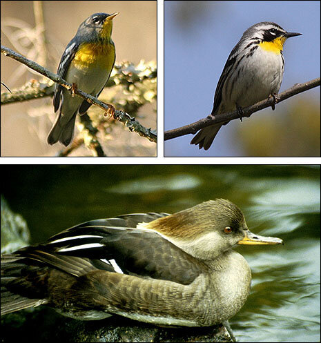 Bird montage
