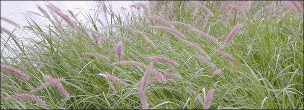 Buffelgrass