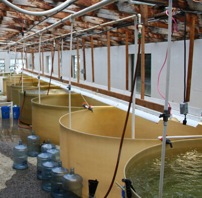 Whiskey Creek Hatchery