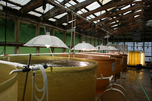 Whiskey Creek Hatchery