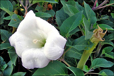 Sacred thornapple