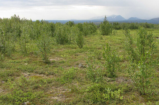 Young alders on the tundra taking advantage of frost circles