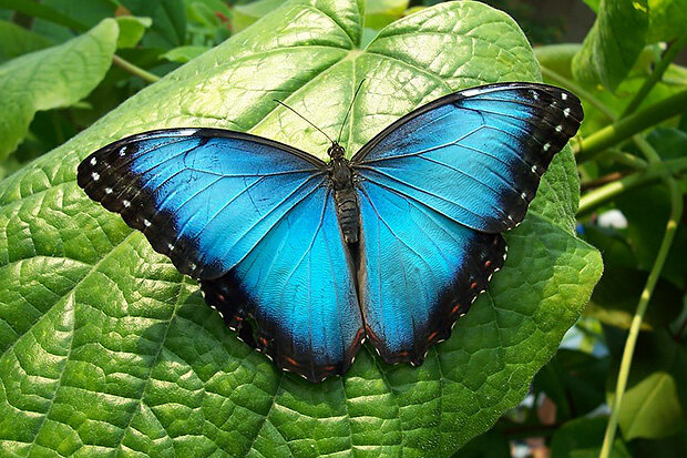 Morpho butterfly