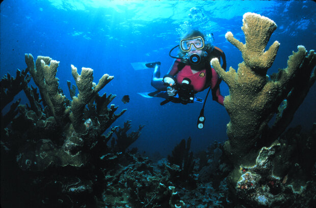 Diver with coral