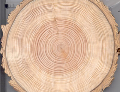 Tree rings