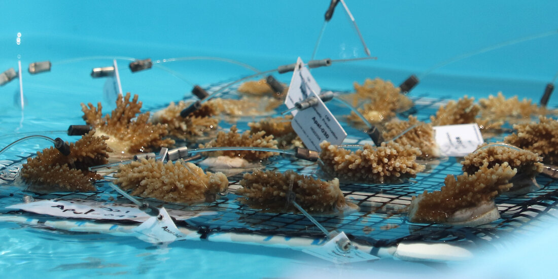 Dozens of elkhorn coral fragments 