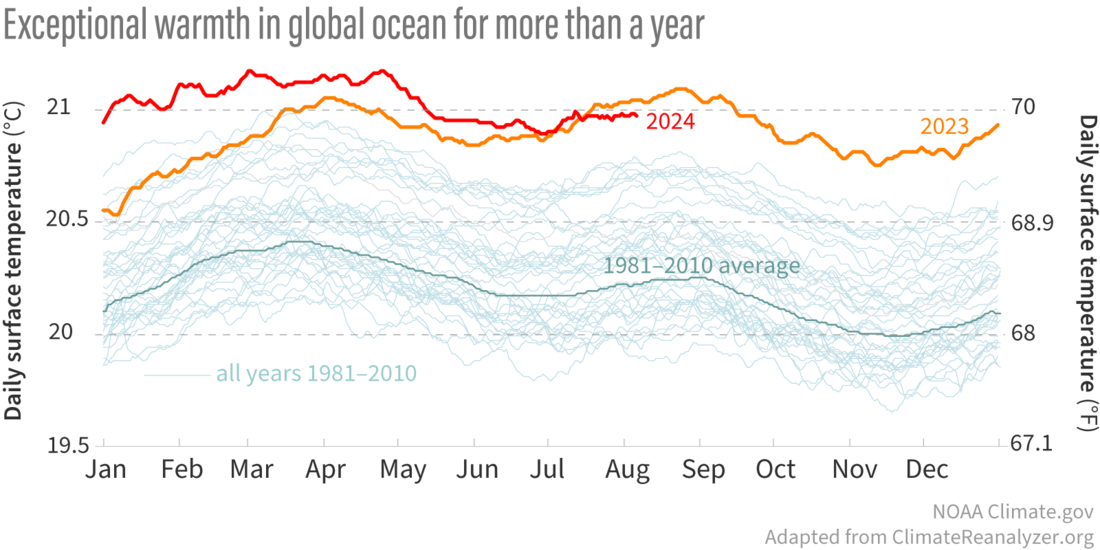 Line graph of daily global sea surface temperature showing how much warmer 2023-2024 have been compared to all other years