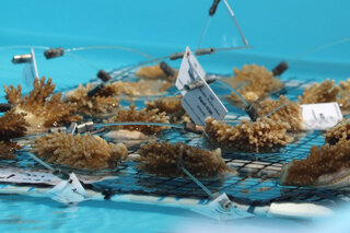 Map image for NOAA and partners race to rescue remaining Florida corals from historic ocean heat wave