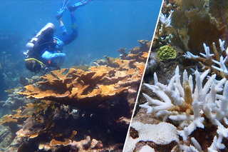 Map image for The future of coral restoration in the Florida Keys after unprecedented marine heat wave of 2023
