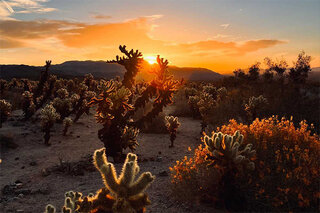 Photo of sunrise over desert landscape with cacti