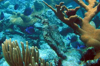 Map image for NOAA’s Coral Bleaching Outlook